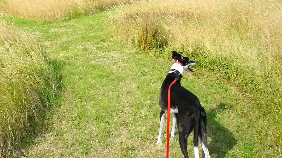 Highfields_Dog_Friendly