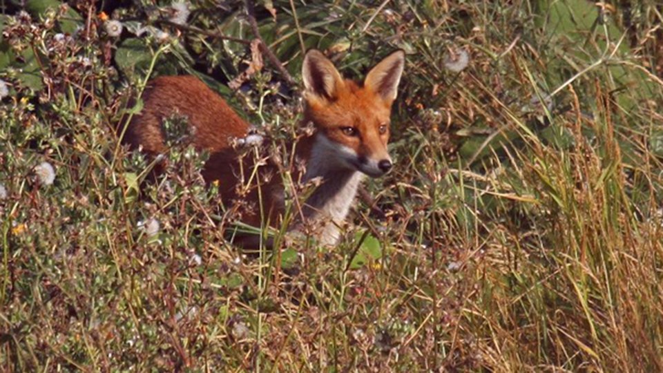 Meadow Fox at Highfields