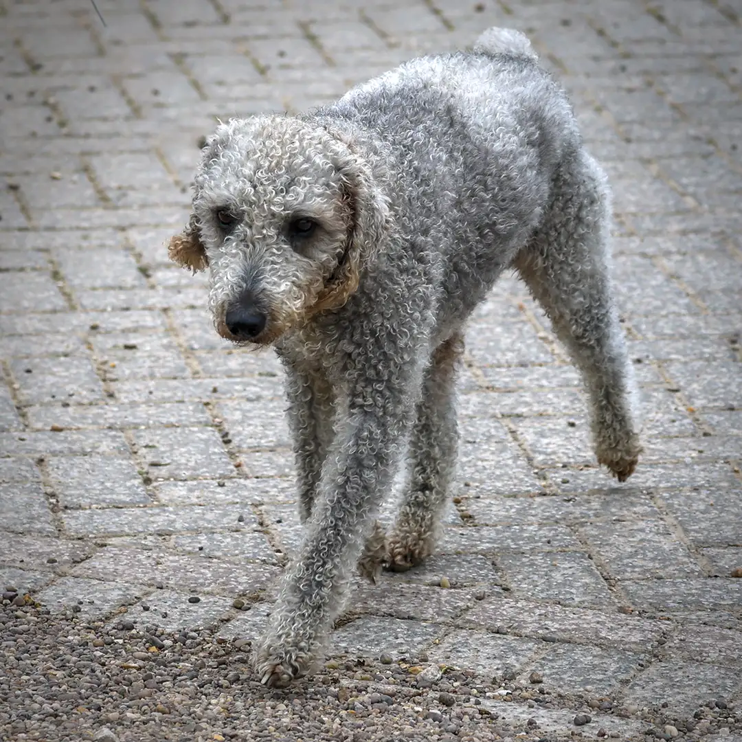 Lowfields_Retreat_Dog_Gallery_2