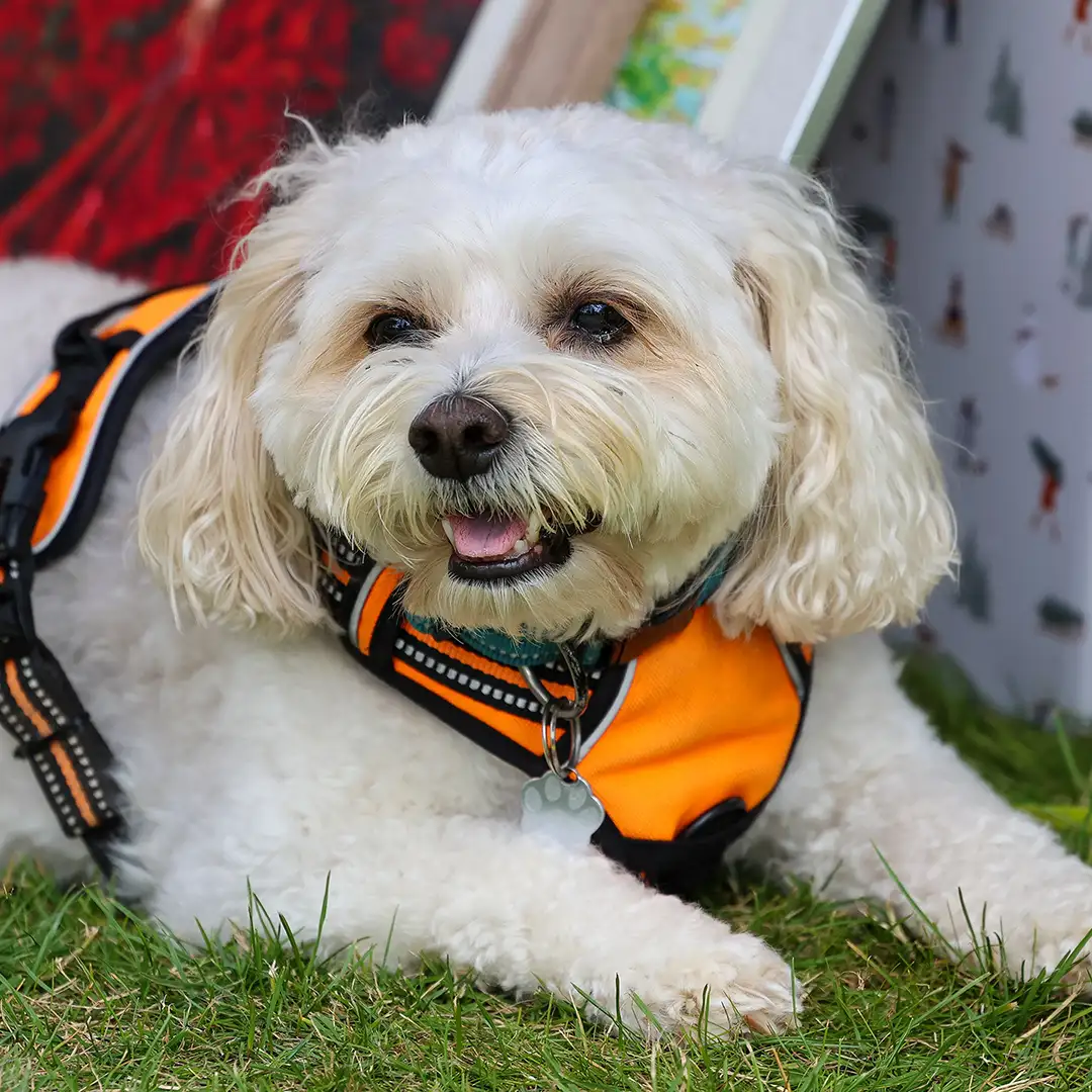 Lowfields_Retreat_Dog_Gallery_3