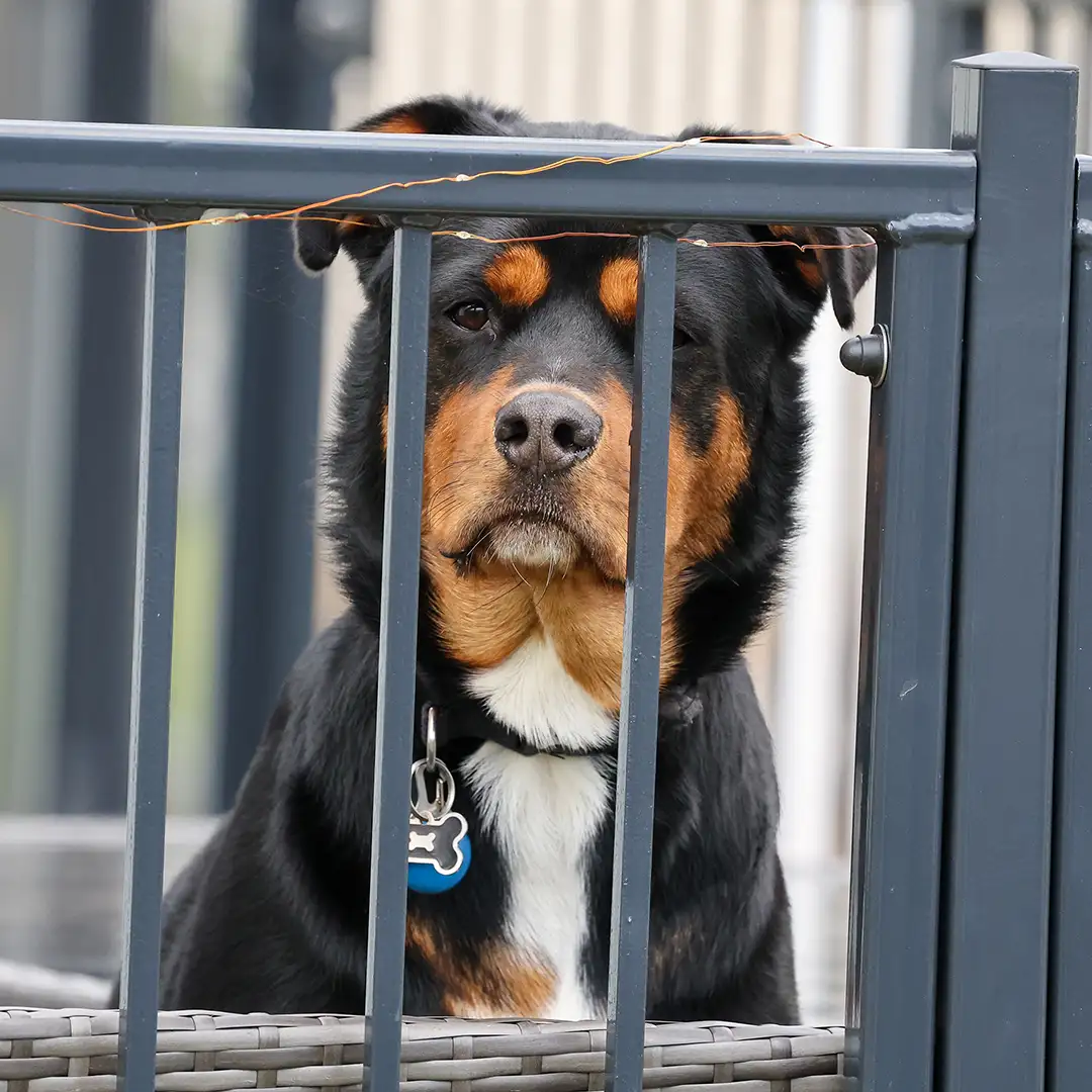 Lowfields_Retreat_Dog_Gallery_4