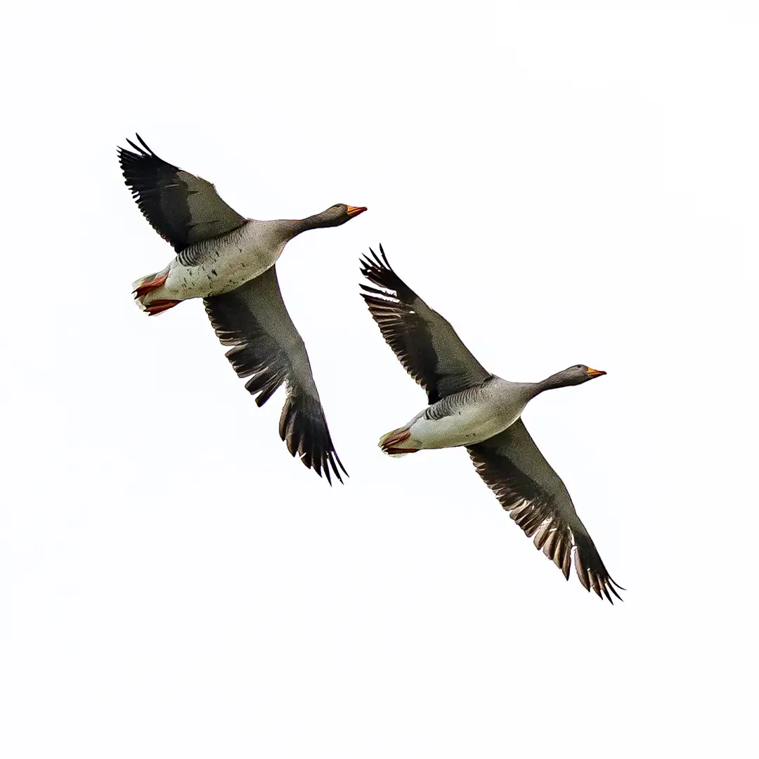 Lowfields_Retreat_Wildlife_Gallery_14